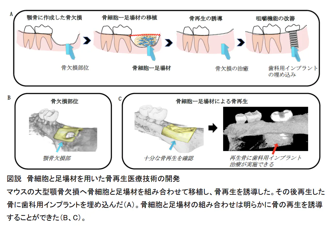 歯科再生・修復医療と材料 (新品)-